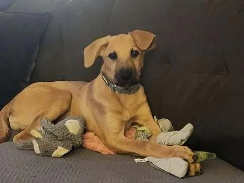 A baby medium-sized female German Shepherd Dog dog named Stevie for adoption in Fredonia, WI
