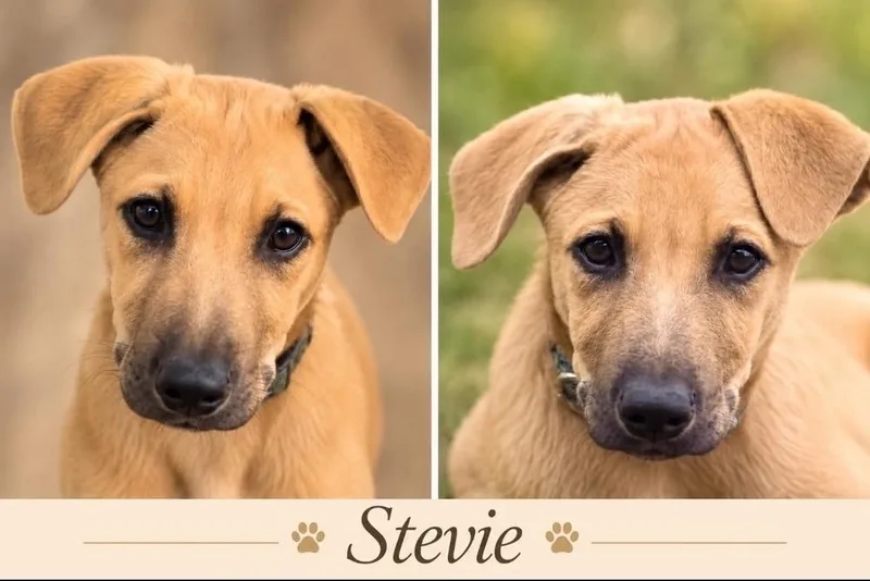 Stevie thumbnail 3