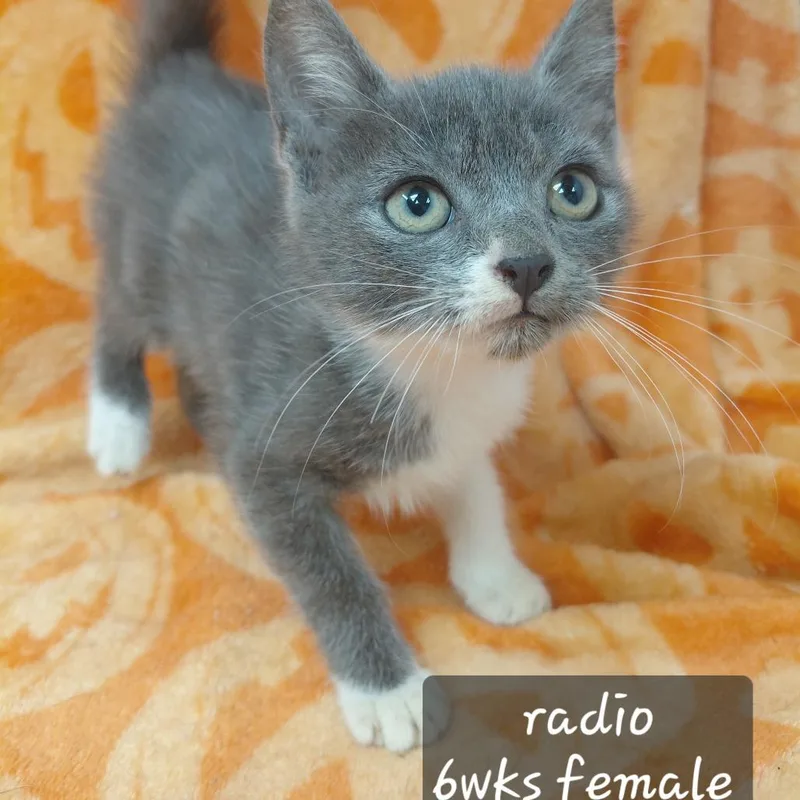 A baby small-sized female Domestic Short Hair cat named Radio for adoption in New Tazewell, TN