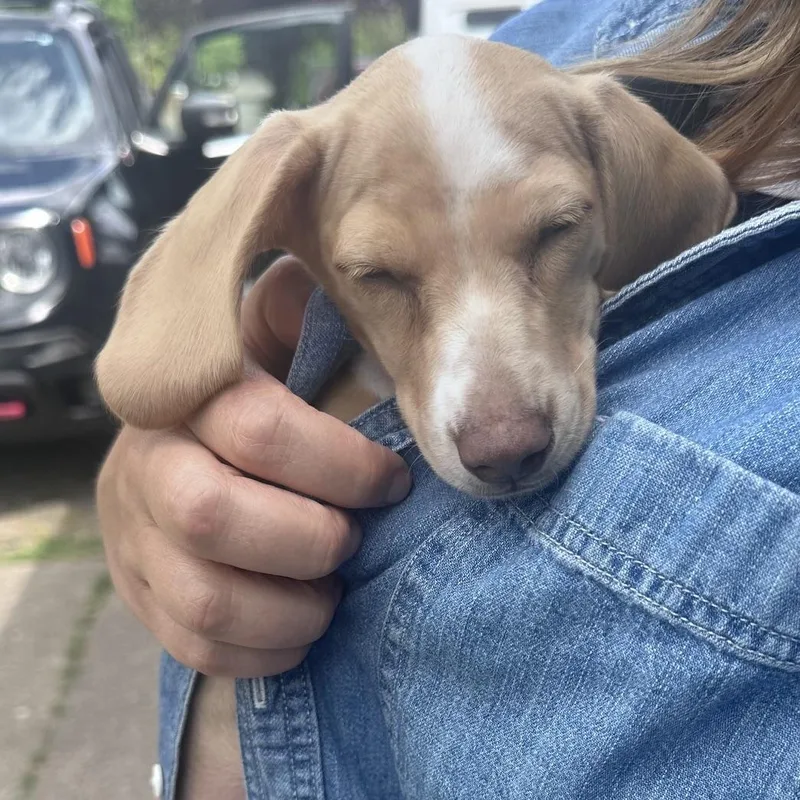 Odin