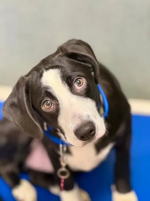 Baudy  Come Meet thumbnail 2