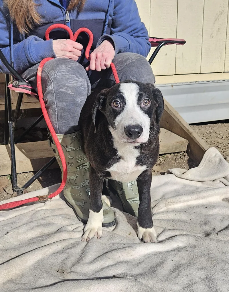 Baudy  Come Meet thumbnail 4