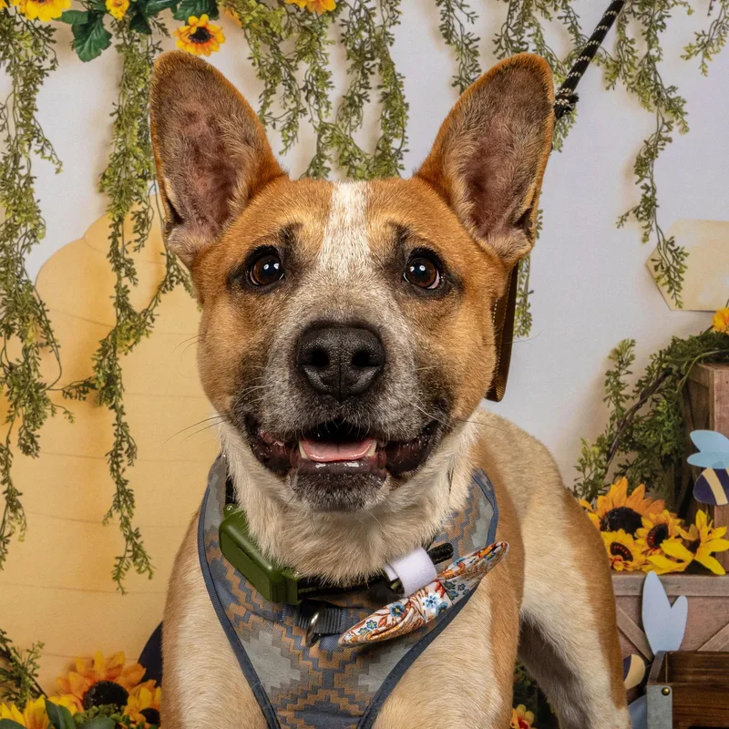 An adult medium-sized male Merle (Red) Australian Cattle Dog / Blue Heeler dog named Redman for adoption in Richmond, VA