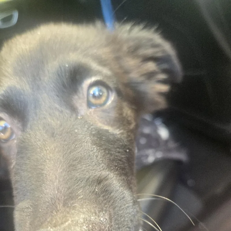 A baby small-sized male Border Collie dog named Chunky for adoption in Austin, TX
