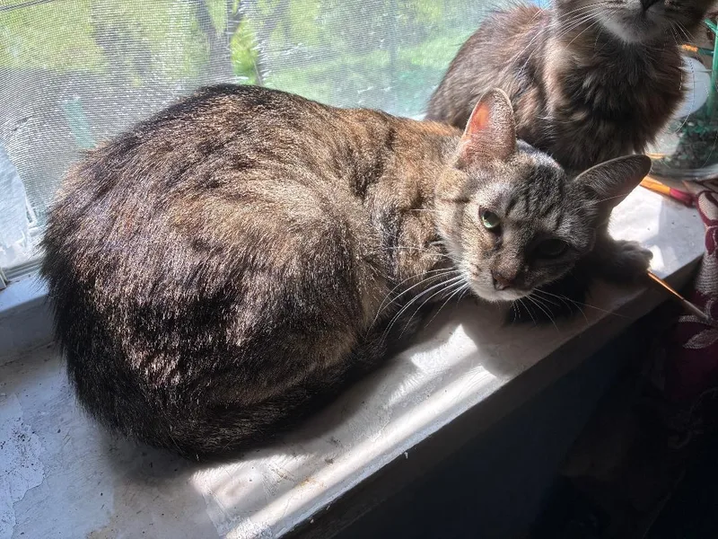 An adult medium-sized female Torbie Domestic Short Hair cat named Dolly for adoption in Mokena, IL
