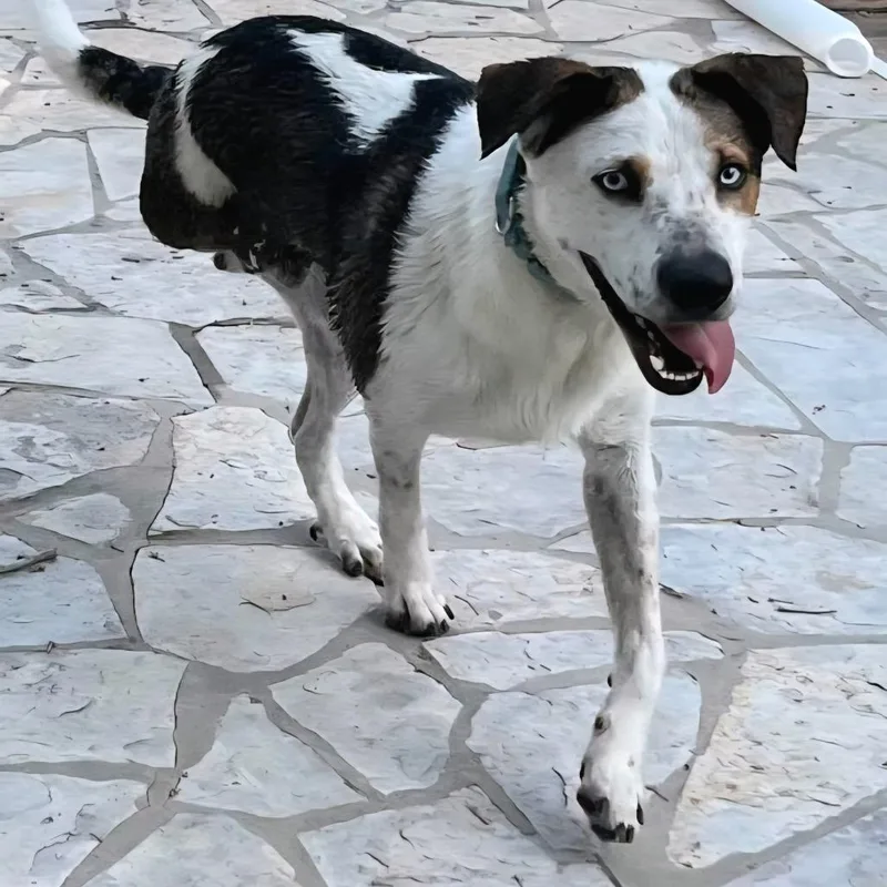 Long John Silver thumbnail 2