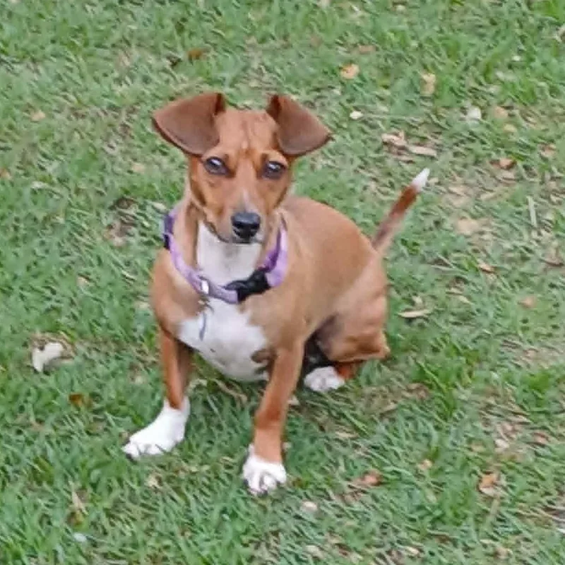 A young small-sized male Dachshund dog named Arnie for adoption in Redmond, WA