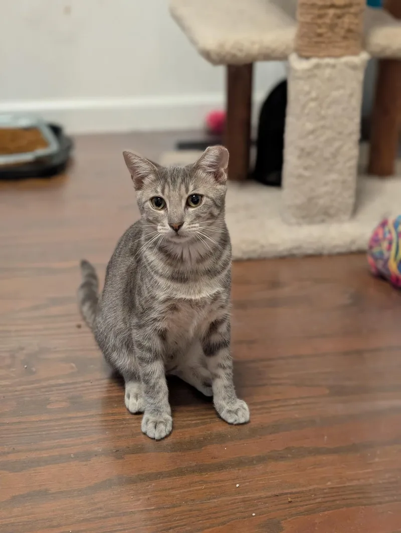 A baby medium-sized male Tabby (Gray / Blue / Silver) Tabby cat named Kevin for adoption in Richmond, VA