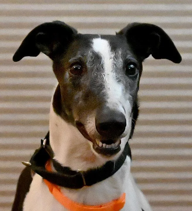 An adult medium-sized female Greyhound dog named Baretta for adoption in Minneapolis, MN
