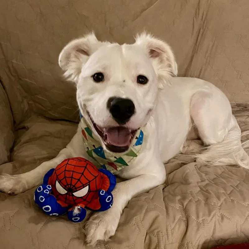 A young medium-sized male American Staffordshire Terrier dog named Rocky for adoption in Bethel, CT