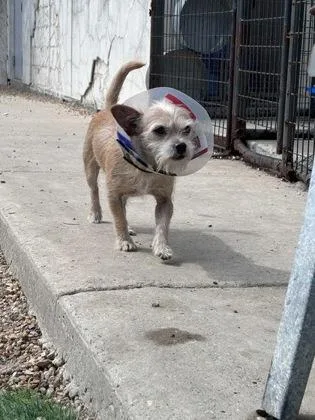 An adult small-sized male Mixed Breed dog named Frank for adoption in New Orleans, LA