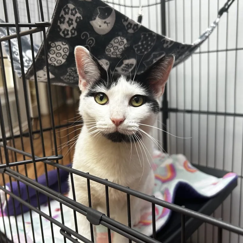 An adult medium-sized female Black Domestic Short Hair cat named Lyric for adoption in Evanston, IL