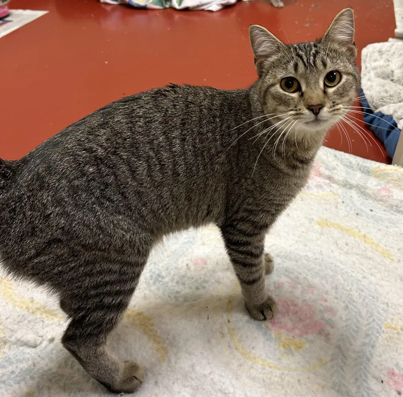 An adult medium-sized female Tabby (Brown / Chocolate) Domestic Short Hair cat named Milkshake for adoption in Mason City, IA
