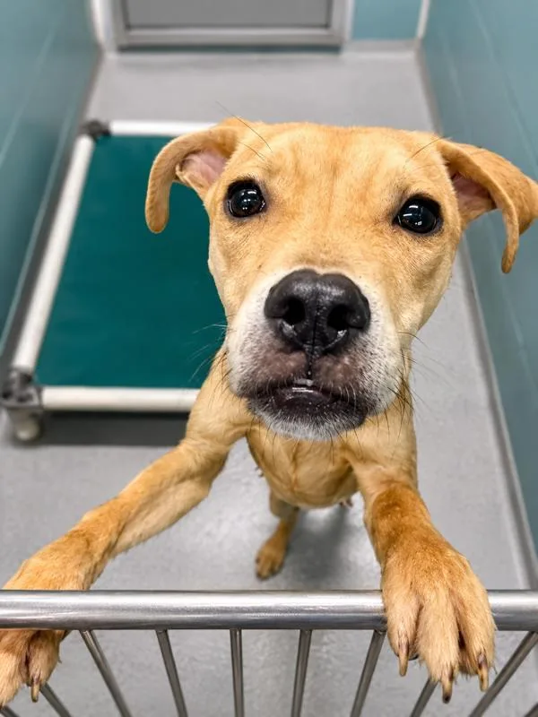 An adult medium-sized male Boxer dog named Joey for adoption in Lafayette, LA