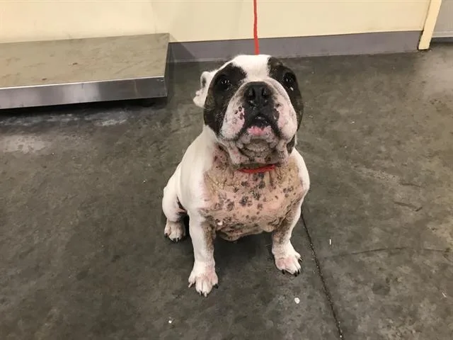 A young medium-sized male French Bulldog dog named Winchester for adoption in Tustin, CA