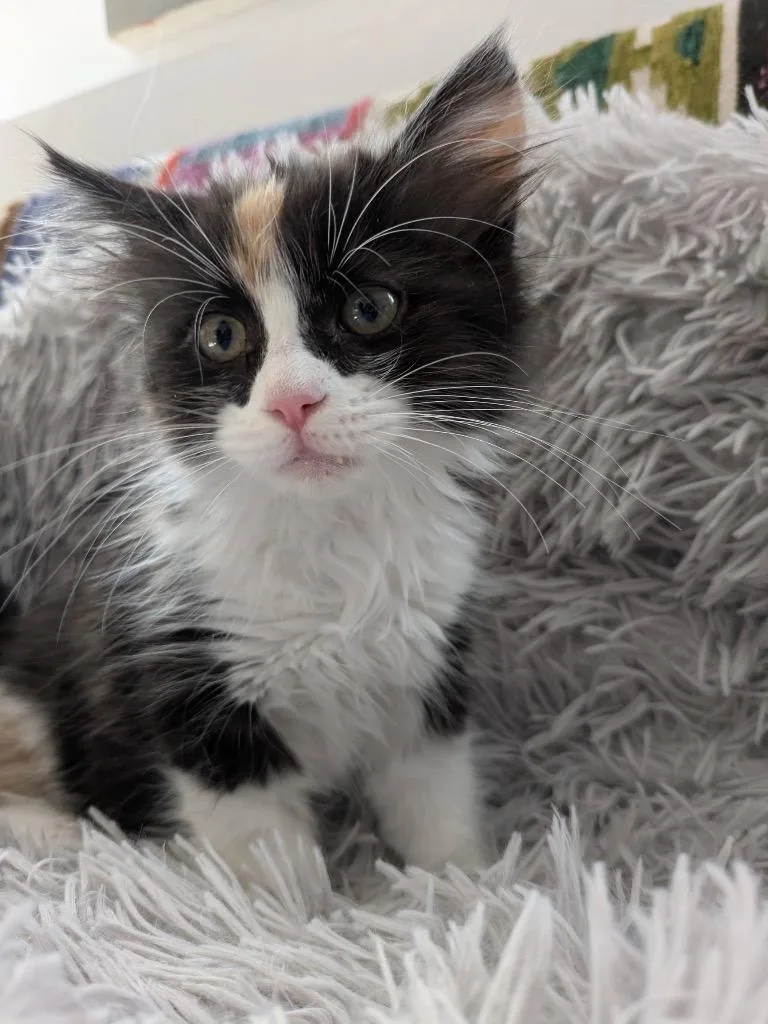 A baby medium-sized female Domestic Long Hair cat named Oreo for adoption in Logan, UT