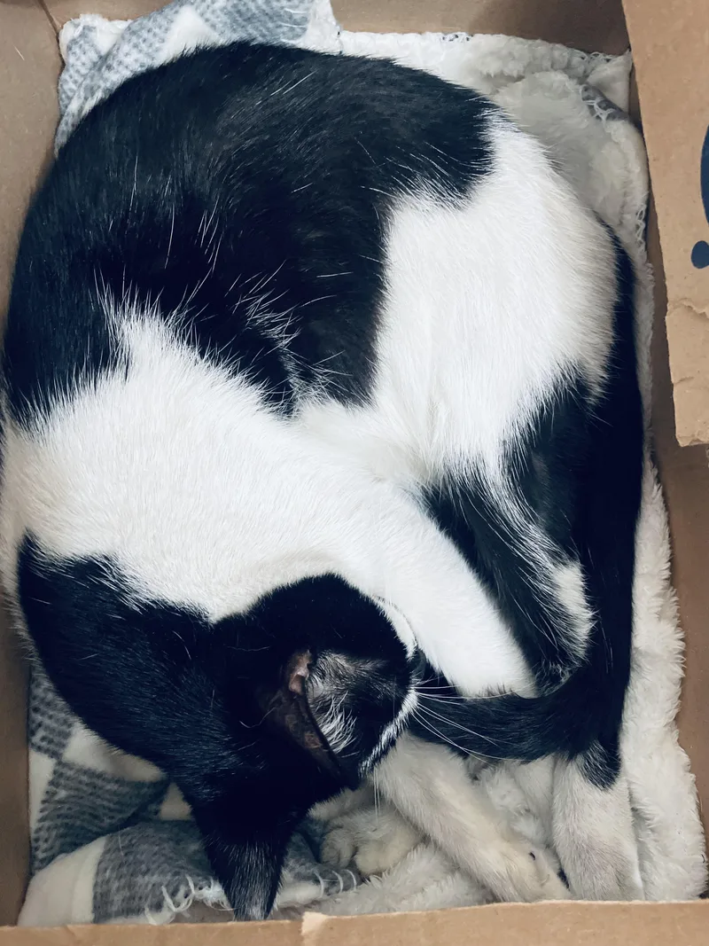 A young medium-sized female Black & White / Tuxedo Tuxedo cat named Skylar for adoption in New York, NY