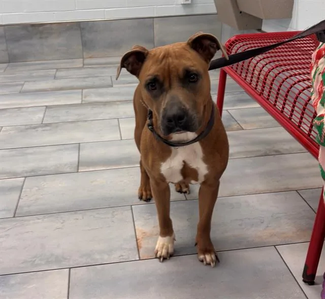 An adult medium-sized female Pit Bull Terrier dog named Osha for adoption in Charlotte, NC