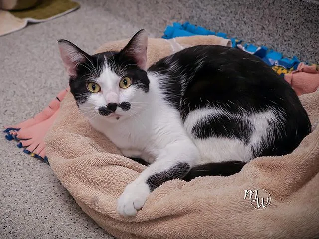 Groucho Meowx