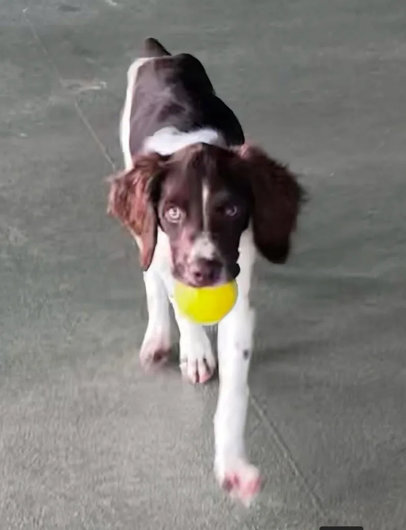 A baby medium-sized male Brittany Spaniel dog named OKCobalt K for adoption in Baldwinsville, NY