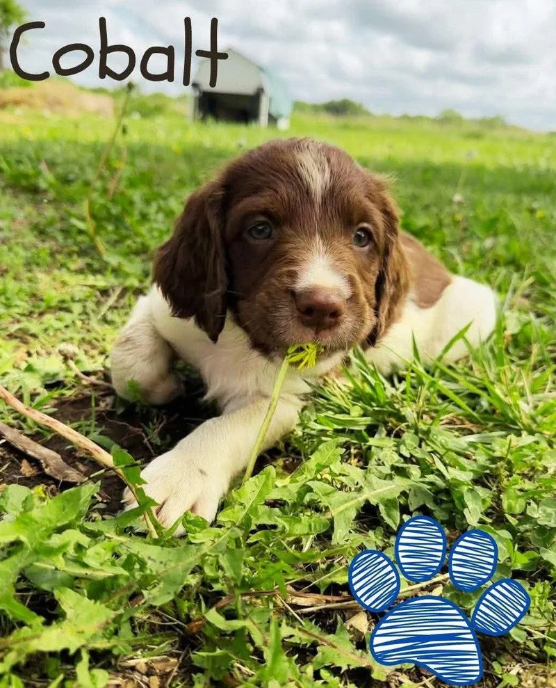 OKCobalt K thumbnail 3