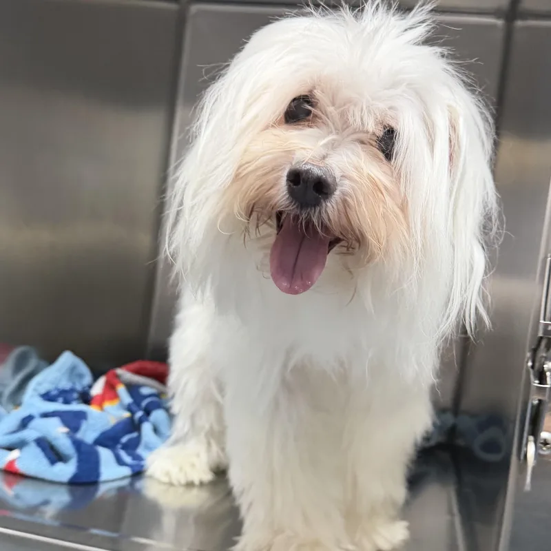 A senior small-sized male Maltese dog named Max for adoption in Columbia, SC