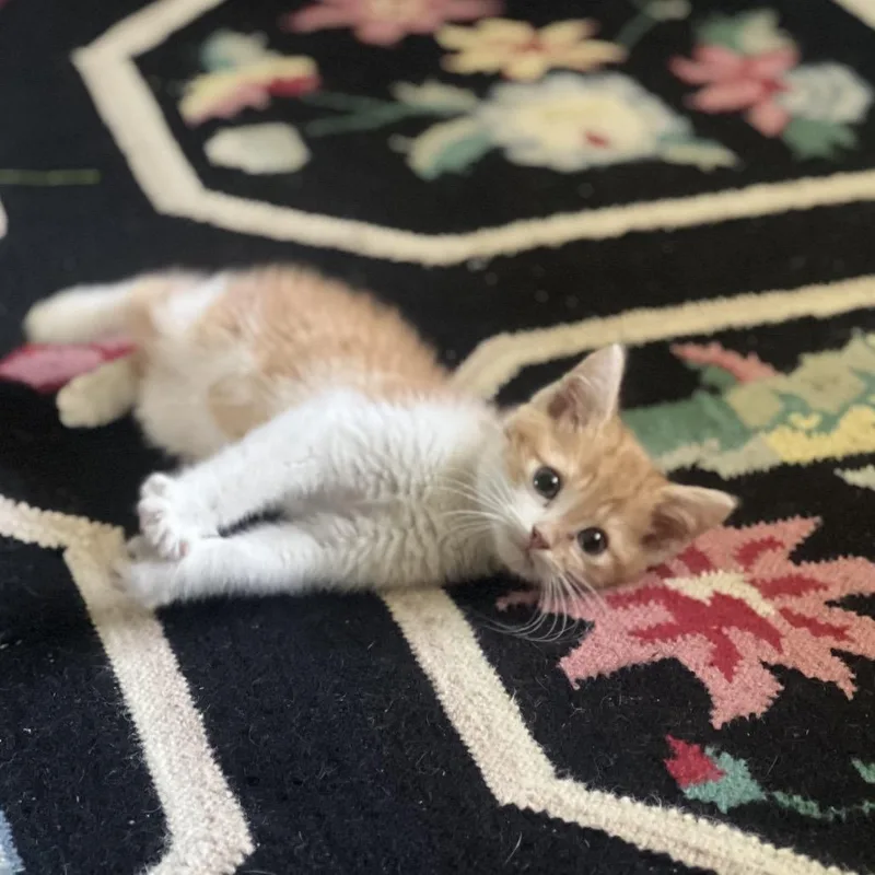 A baby small-sized male Orange / Red Domestic Short Hair cat named Bobblehead Billy for adoption in Evansville, IN