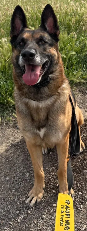 Diesel