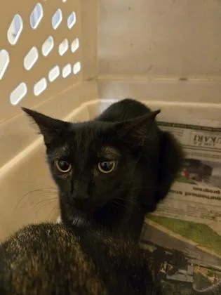 A baby small-sized male Domestic Short Hair cat named Sokka for adoption in Gainesville, FL