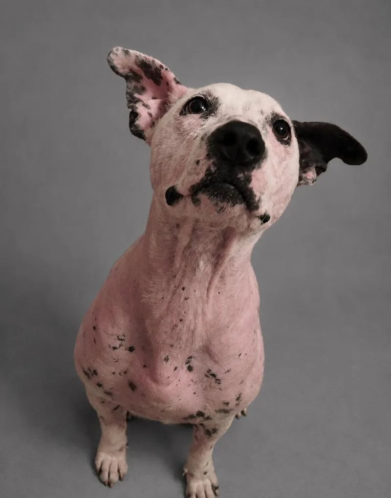 A young large-sized male American Bulldog dog named Cricket for adoption in Hardeeville, SC