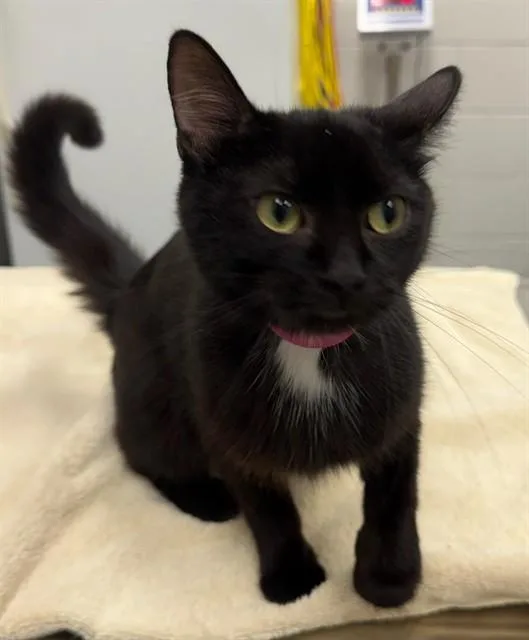 A young medium-sized female Domestic Short Hair cat named Dovey for adoption in Peoria, IL