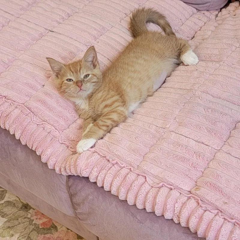 A baby medium-sized male Orange & White Domestic Short Hair cat named Frankie for adoption in Wyandotte, MI