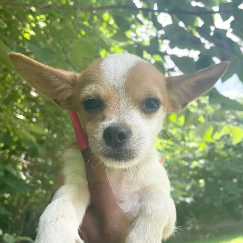 Mookie Jr. III