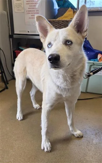 A young medium-sized male Husky dog named Davy for adoption in San Antonio, TX