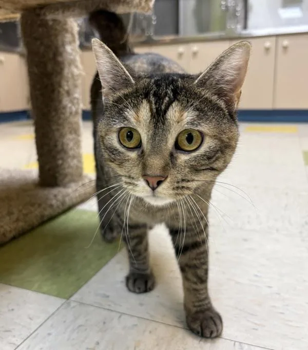 An adult medium-sized female Domestic Short Hair cat named Tabitha for adoption in Sioux City, IA