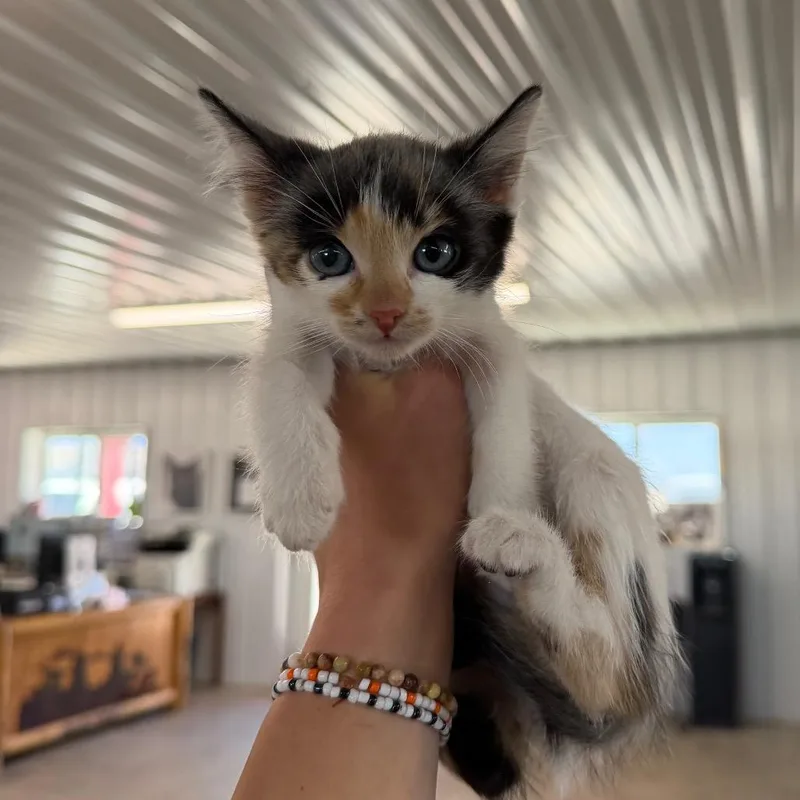 A baby small-sized female Calico Domestic Short Hair cat named September for adoption in Spanish Fork, UT