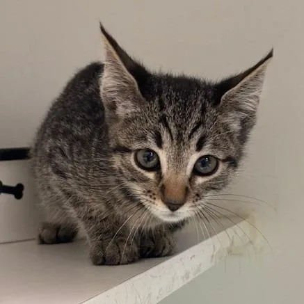 A baby small-sized female Brown / Chocolate Domestic Short Hair cat named Terri for adoption in Long Beach, CA