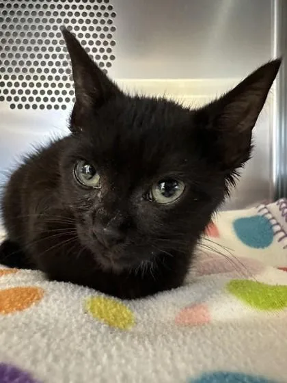 A baby small-sized female Domestic Short Hair cat named Mikah for adoption in Eugene, OR