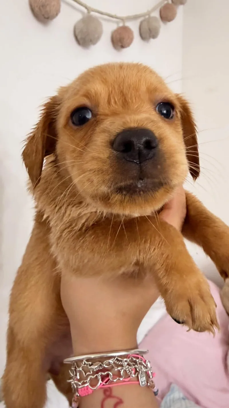 A baby medium-sized female Mixed Breed dog named Rose for adoption in Gainesville, VA