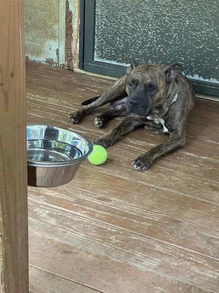 An adult medium-sized female Brindle Pit Bull Terrier dog named Baby Girl for adoption in Ellijay, GA
