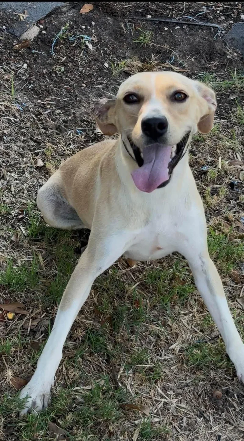 A young medium-sized female Yellow Labrador Retriever dog named Lexi for adoption in Tyler, TX