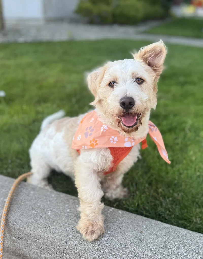 A young small-sized male Apricot / Beige Terrier dog named Eggnog for adoption in lynnwood , WA