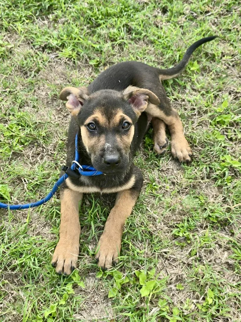 A baby large-sized male German Shepherd Dog dog named Simon for adoption in Greeneville , TN