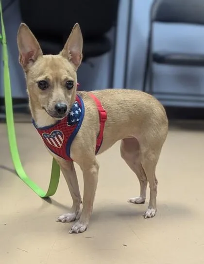 An adult small-sized female Mixed Breed dog named Zurielle for adoption in Chamblee, GA