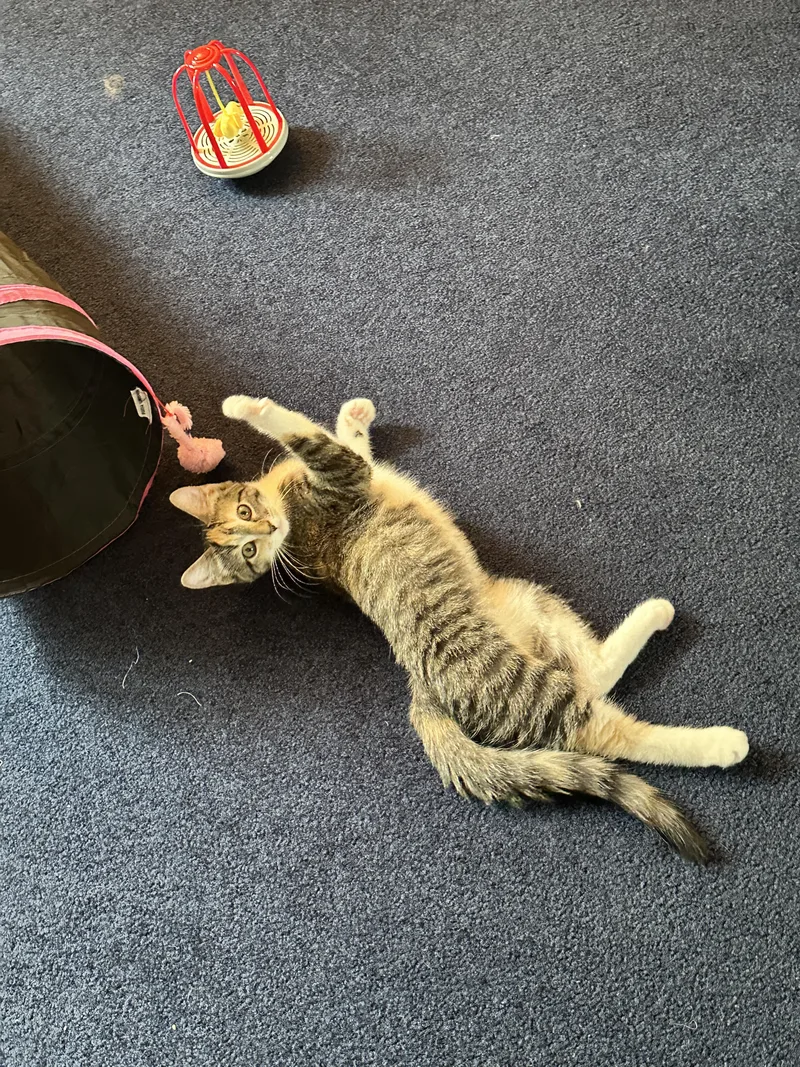 A baby small-sized female Orange & White Torbie cat named Honey for adoption in Wheaton, IL