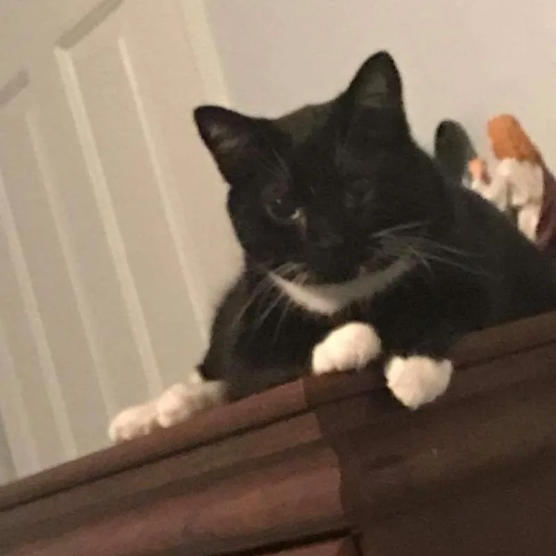 A senior small-sized male Black Domestic Short Hair cat named Shadow for adoption in Winchester, VA