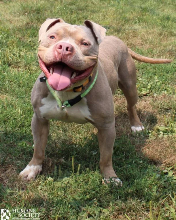 An adult medium-sized male Pit Bull Terrier dog named Drako for adoption in Hagerstown, MD