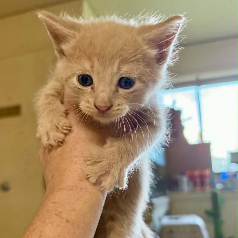 A baby small-sized male Buff / Tan / Fawn Domestic Short Hair cat named Tulip for adoption in South Elgin, IL