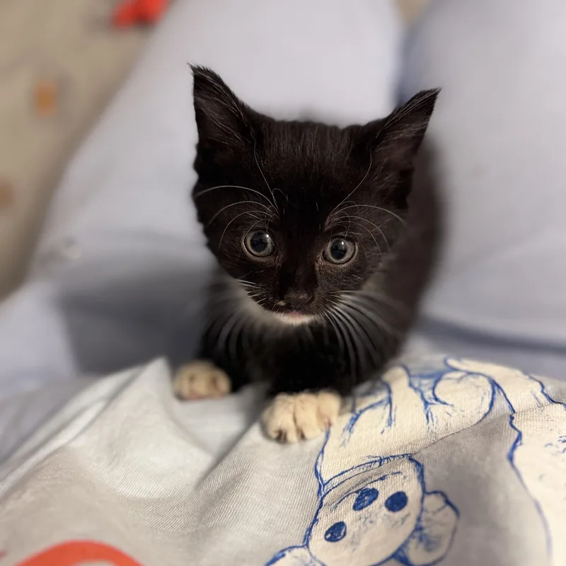 A baby medium-sized female Domestic Medium Hair cat named Birdie for adoption in Charlotte, NC