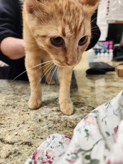 A baby small-sized male Domestic Short Hair cat named Michael Scott for adoption in Independence, MO